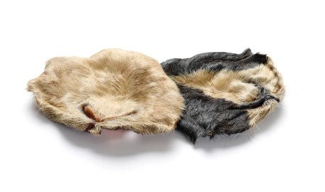 nez chevre avec poils