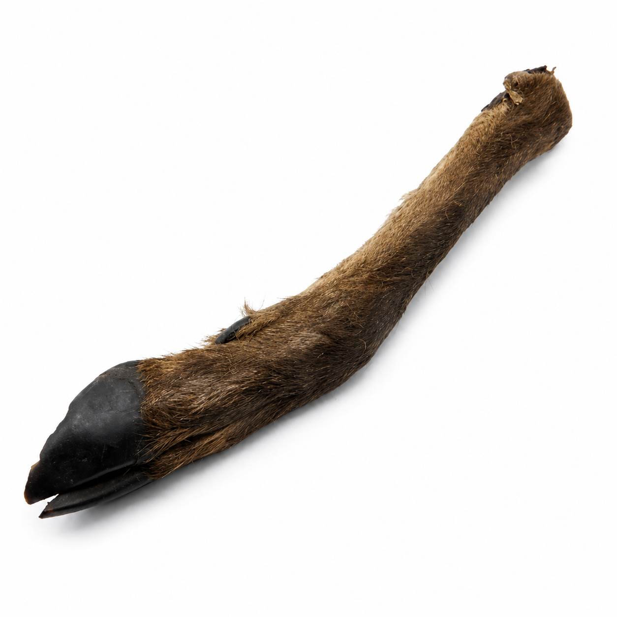 pattes de cerf