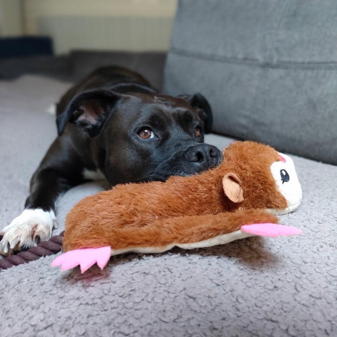 animal plat ecureuil volant hugsmart