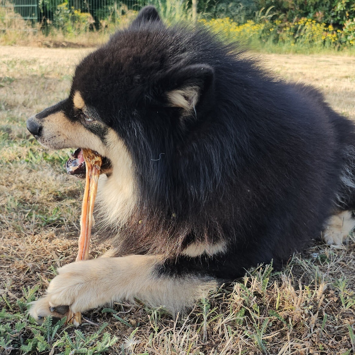 tendon long dautruche