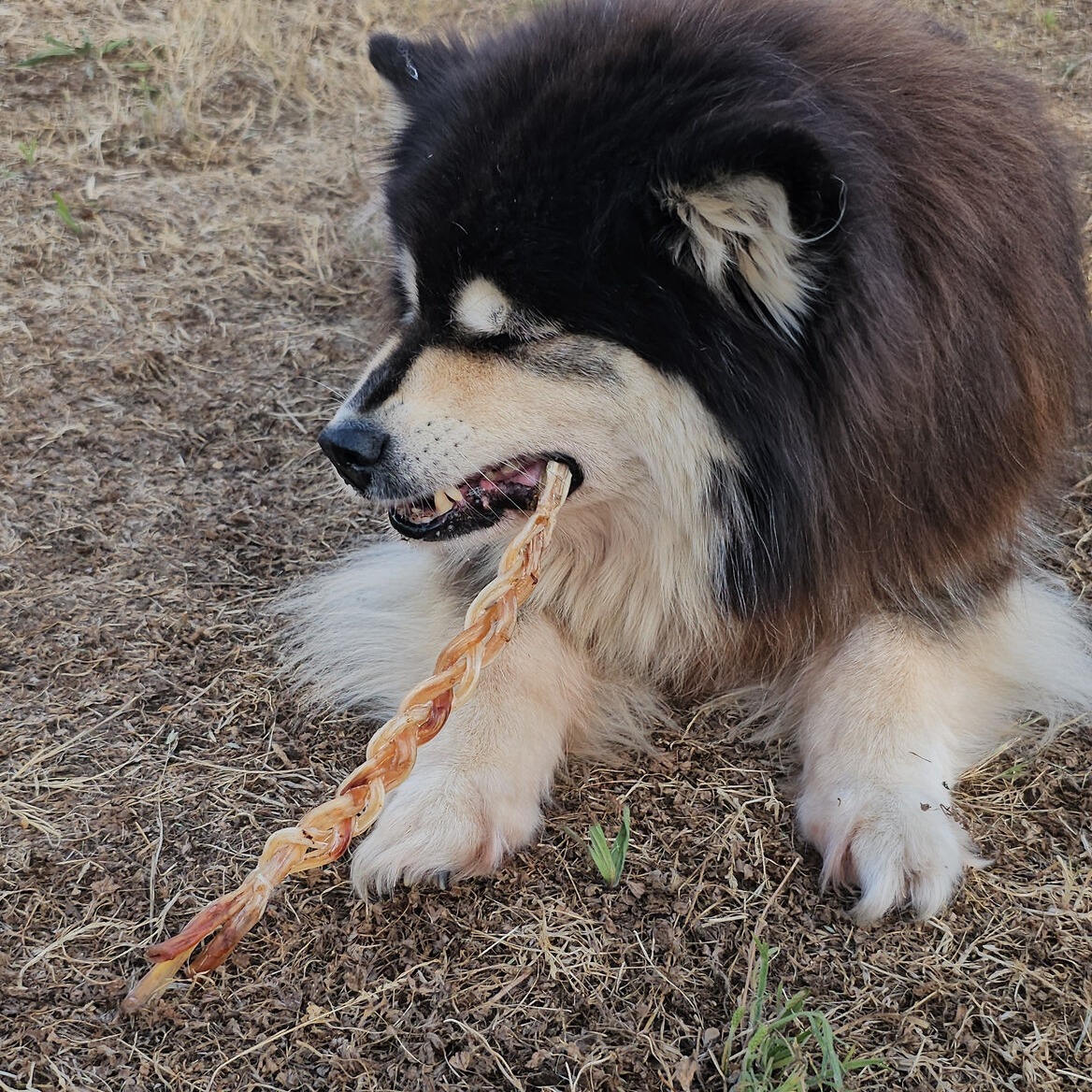 tendon tressé dautruche
