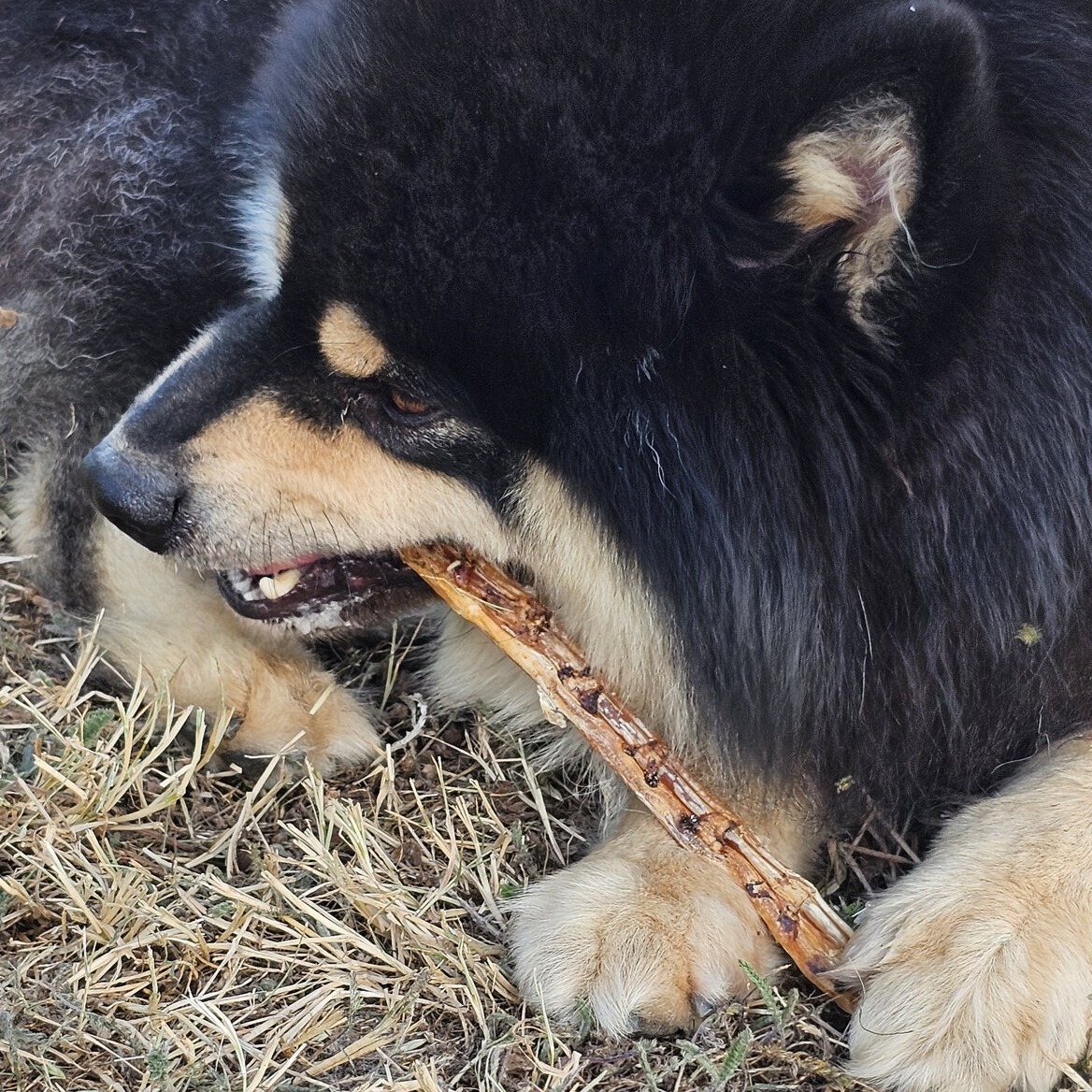 tendon long dautruche