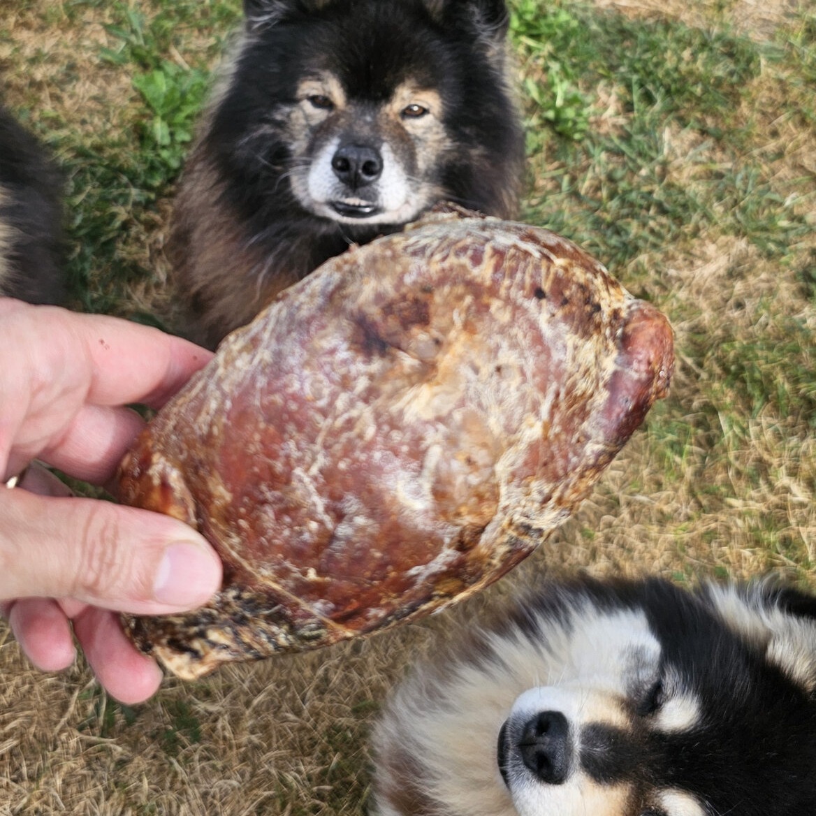 testicule de boeuf