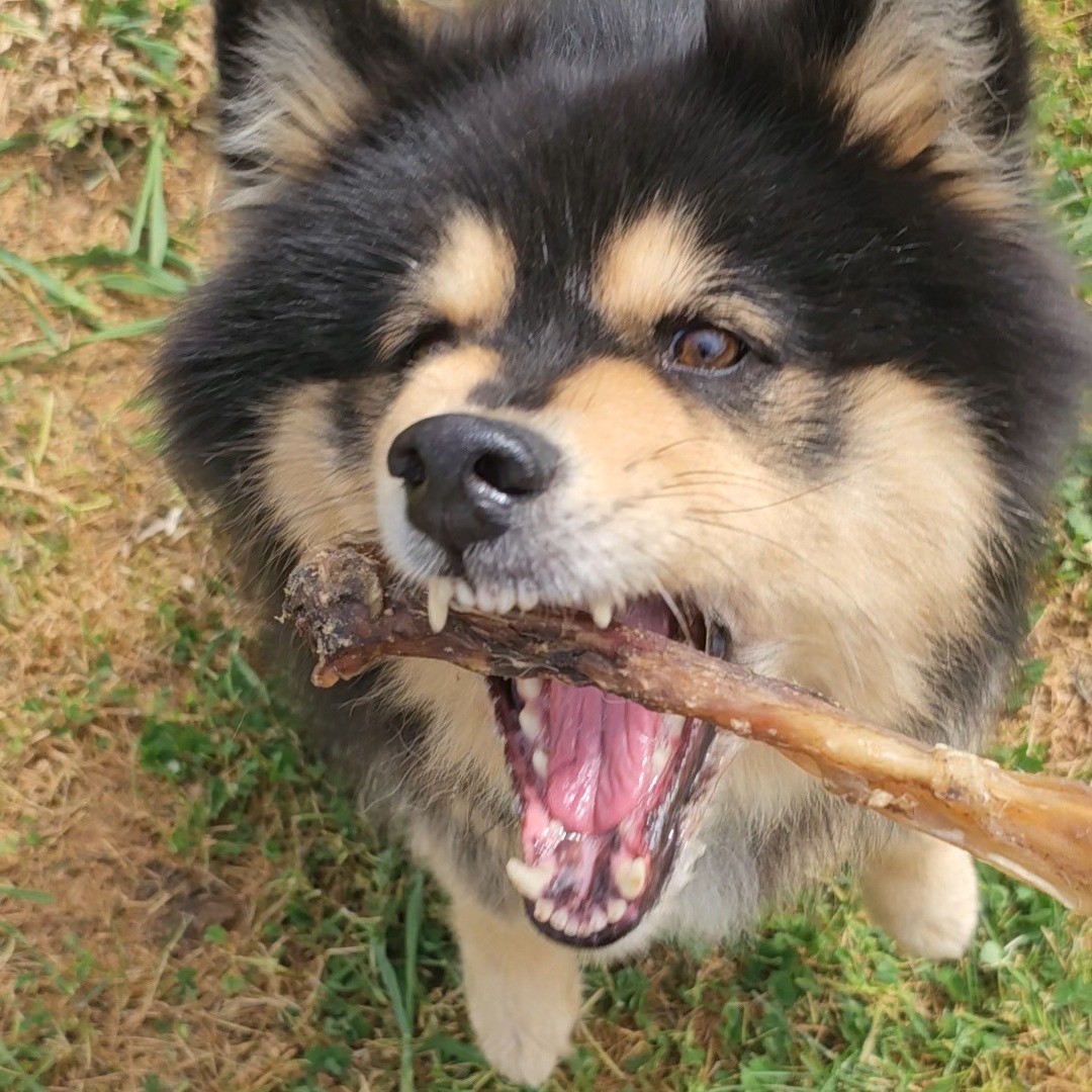 tendon de buffle