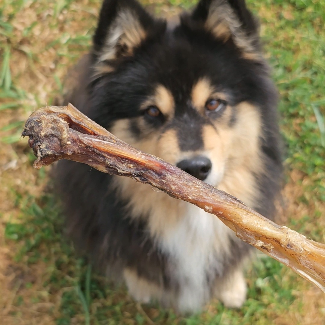 tendon de buffle
