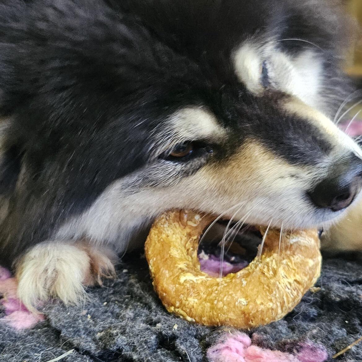 donut poulet boeuf