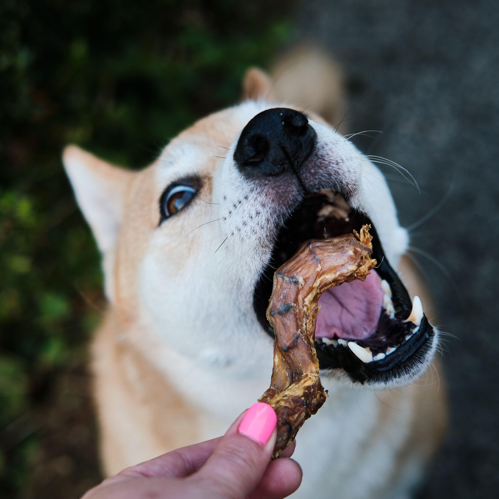 cou de poulet