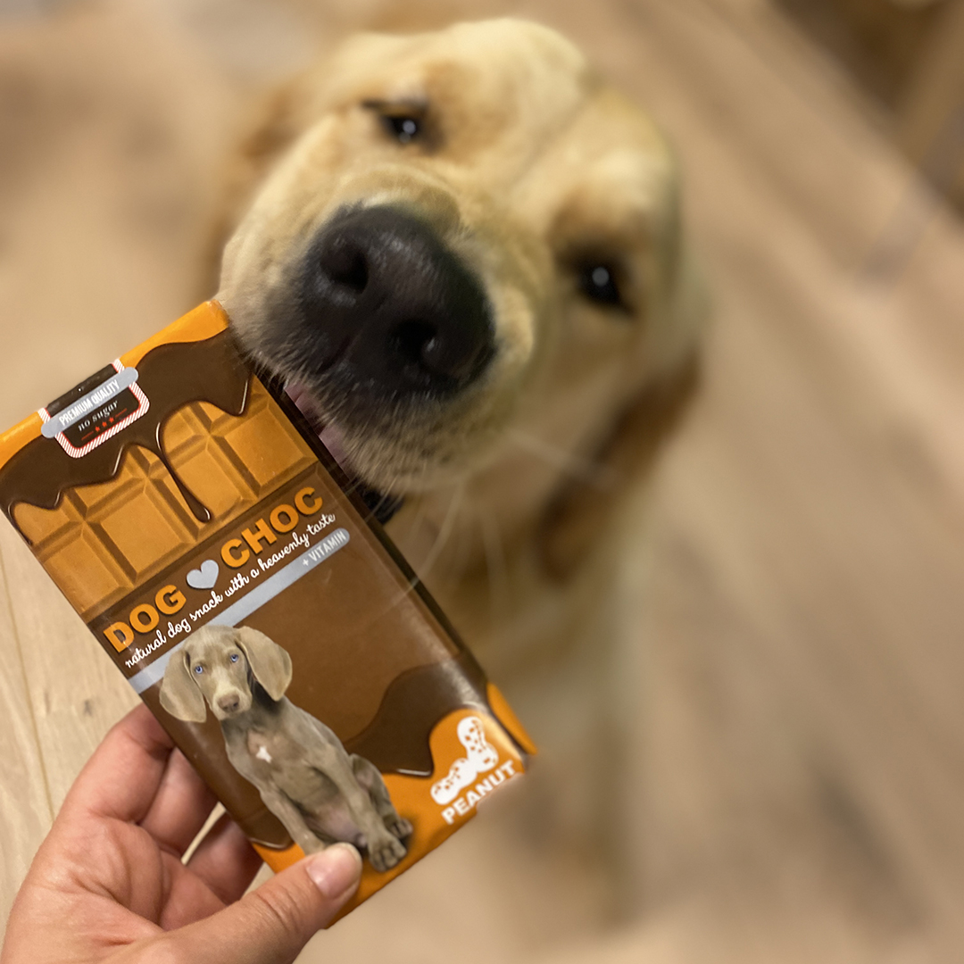 dog choc beurre