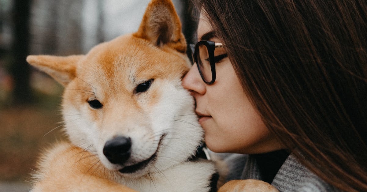photos gratuites de a fourrure affection ami