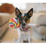lollipop2
