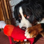 peluche homard