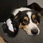animal plat moufette hugsmart