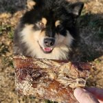 Tendon de cou de boeuf