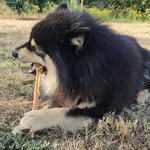 tendon long dautruche