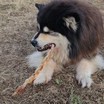 tendon tressé d'autruche