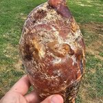 testicule de boeuf