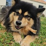 tendon dachille de buffle