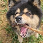 tendon de buffle