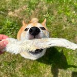 oreille de lapin