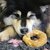 donut poulet boeuf