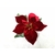 MNHAIR038_barrette-broche-fleur-pinup-retro-etoile-de-noel