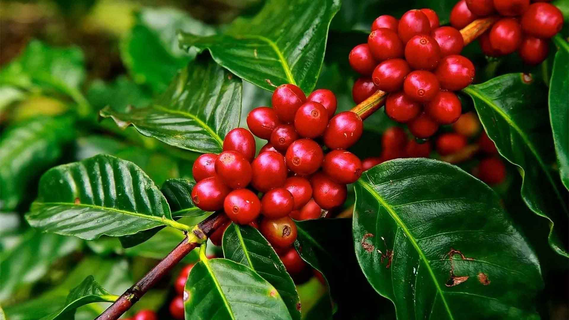cerise cafe rouge