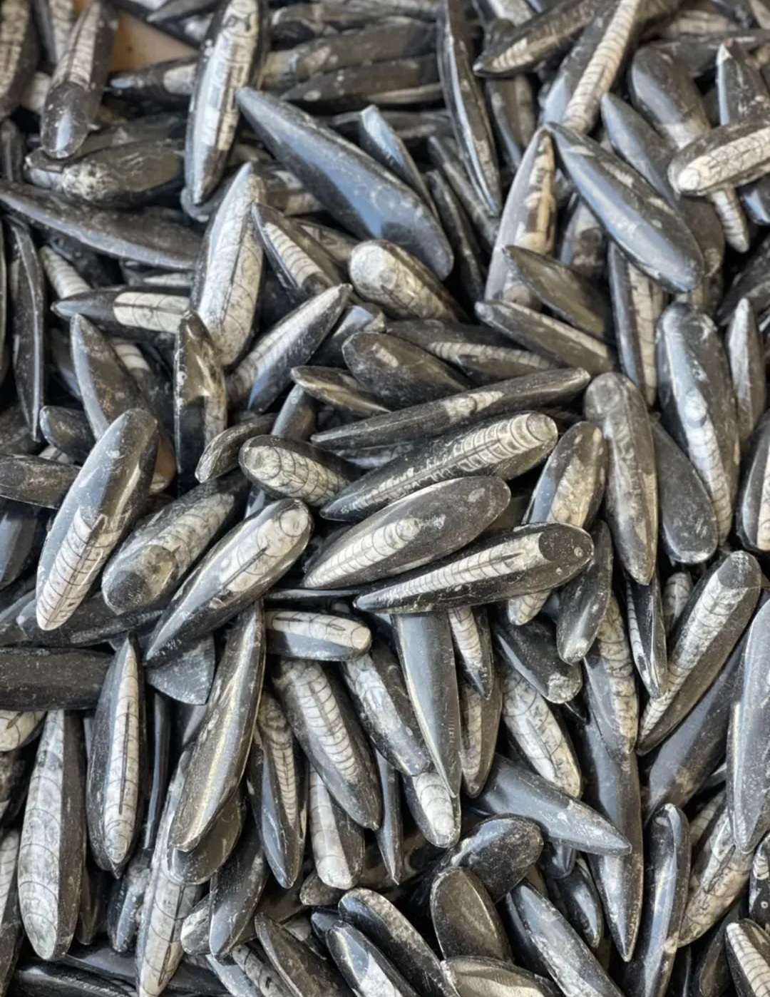 Orthocéras Taille M