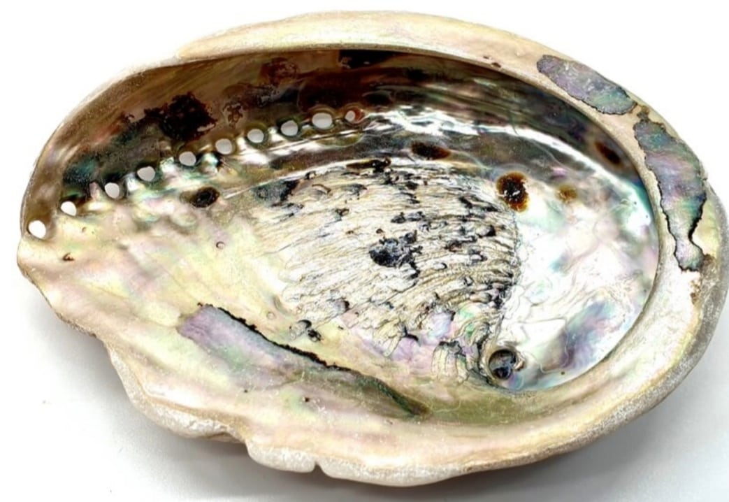 coquille dormeau