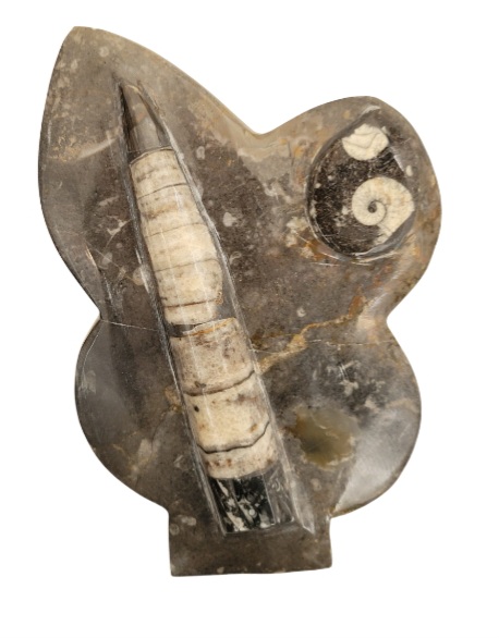 Plaque fossiles Orthocéras et Ammmonite