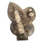 Plaque fossiles Orthocéras et Ammmonite