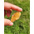 Mini Druse Citrine chauffée