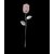 Rose en Quartz Rose