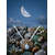 Collier Pendentif Pierre de Lune