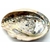 coquille d'ormeau