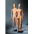 MANNEQUIN MOUSSE BALISTIQUE SCENE DE CRIME