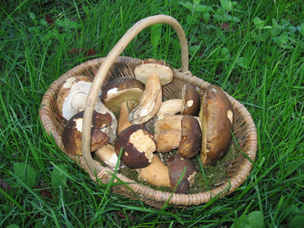 cepes-deshydrates-50g (2)