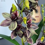 Bouquet-d-orchid-es-Cymbidium-fait-au-soleil-toucher-r-el-avec-fausses-feuilles-Flores-artificielles