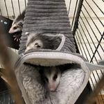 Hamac-chaud-d-hiver-pour-petits-animaux-Tunnel-de-Hamster-Tube-de-planeur-de-sucre-lit