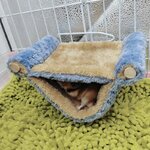 Hamac-en-peluche-cochon-d-inde-nid-de-Hamster-grotte-en-coton-suspendue-planeur-de-sucre