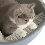 bac-a-litiere-pour-chat (5)