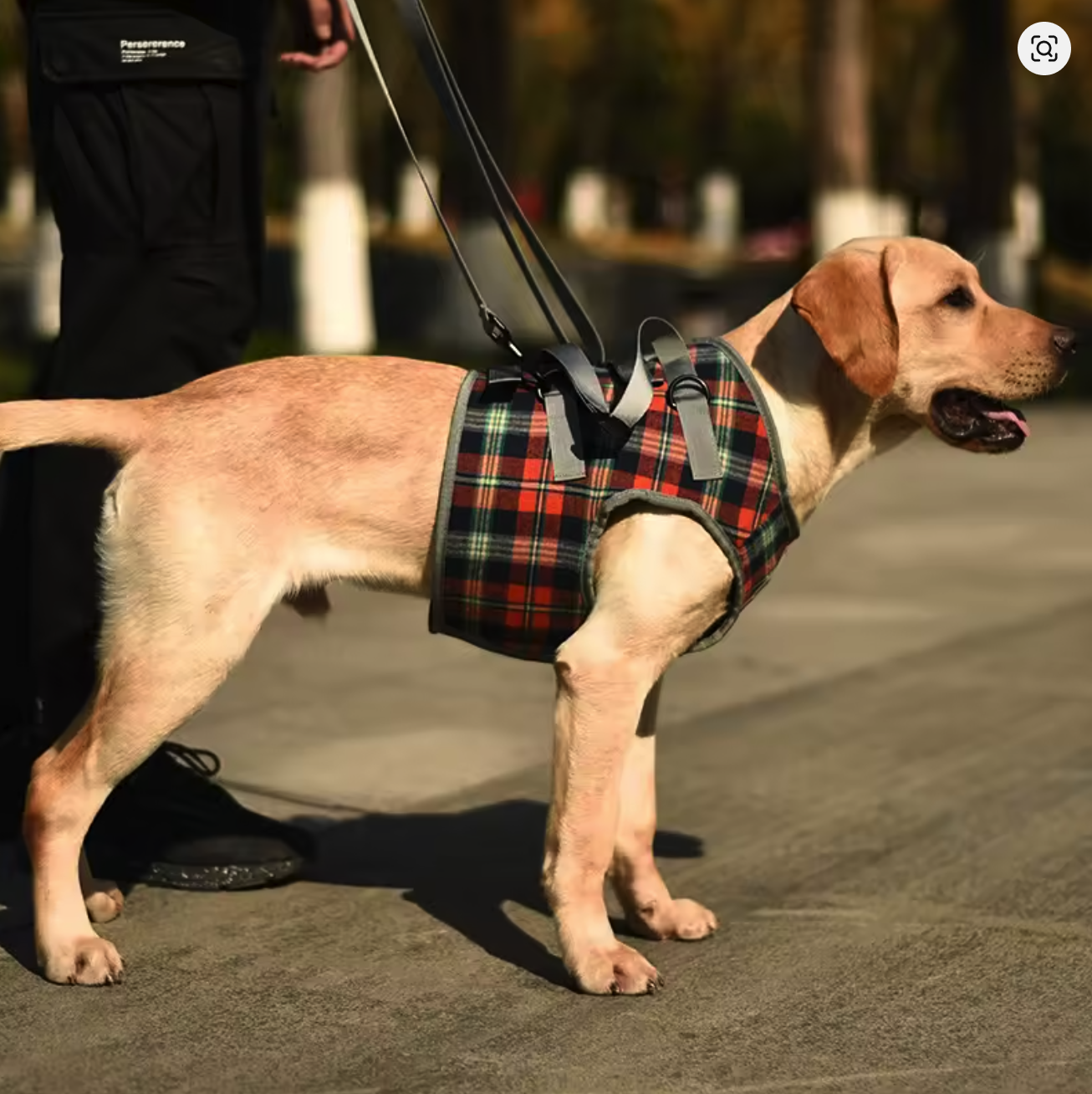 Harnais de soutien réglable pour chien – Aide à la marche et à la rééducation