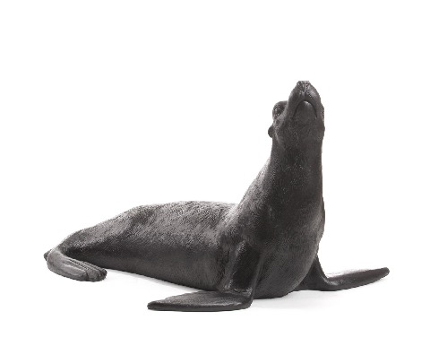 Sea Lion, l\'otarie, noire