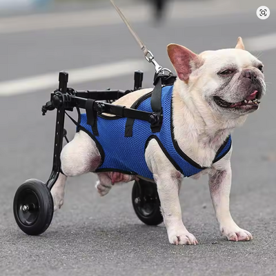 Fauteuil roulant de mobilité pour chien et chat_TEHLITTLEBOUTIQUE__5