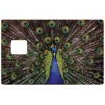 paon-peacock-stickercb-sticker-carte-bancaire-1