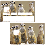 suricate-chocolat-sticker-carte-bancaire-stickercb-1