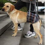 Harnais de soutien réglable pour chien –thelittleboutique-1