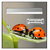 coccinelle-3-sticker-boite-aux-lettre-thelittleboutique