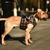 Harnais de soutien réglable pour chien –thelittleboutique-2