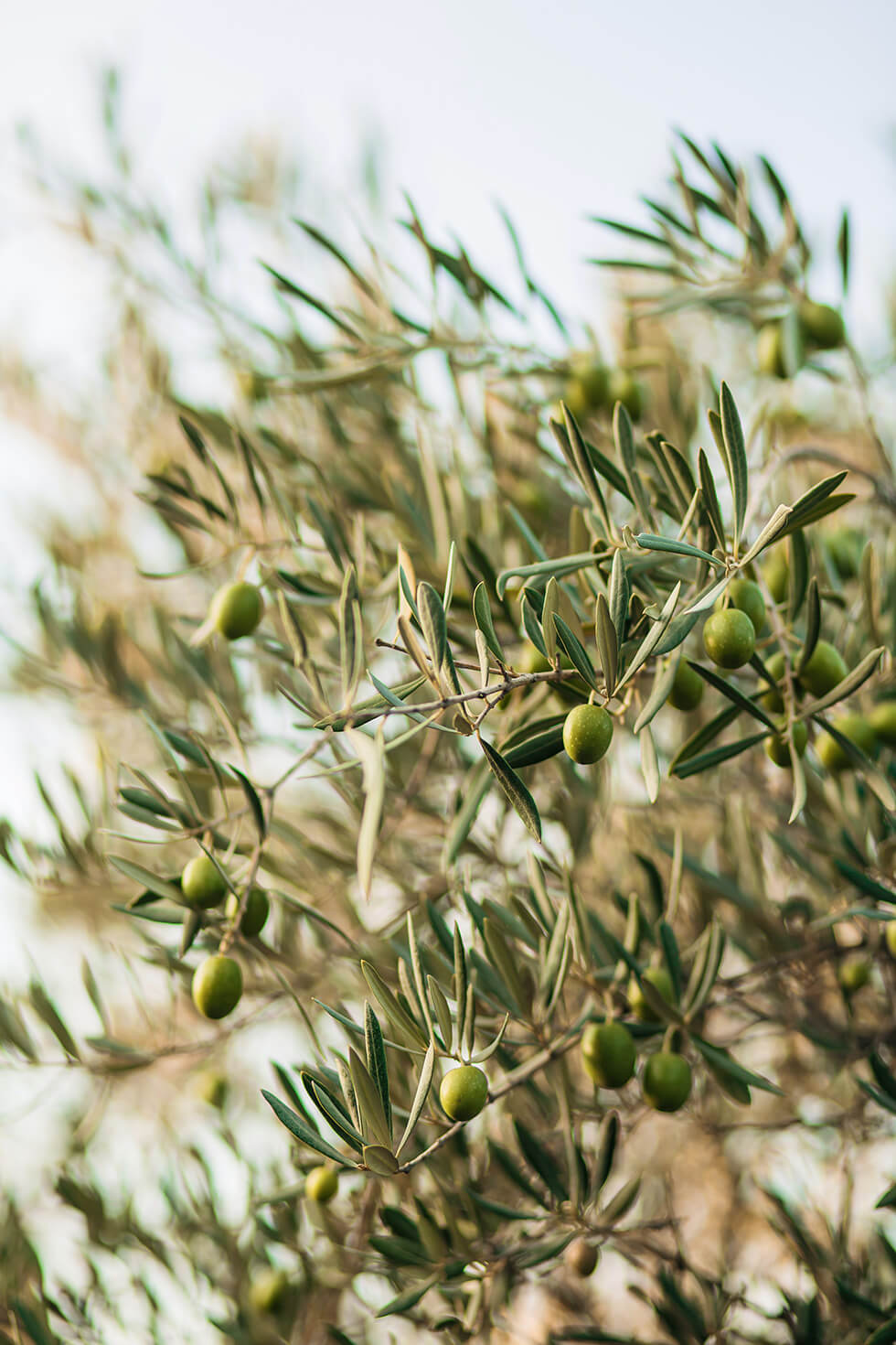 photo de anna khomutova provenant de pexels