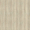 Acacia